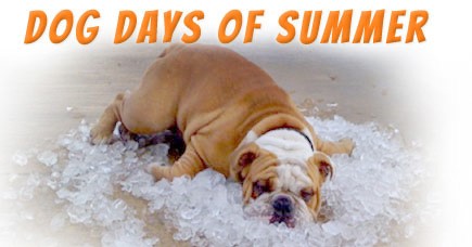 dog days of summer https://www.placementquestionpaper.in